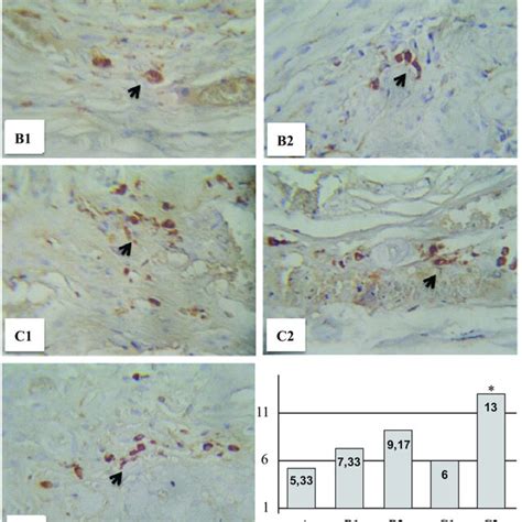 Histochemical Analysis Of The Expression Of PGP 9 5 Related Antigen And