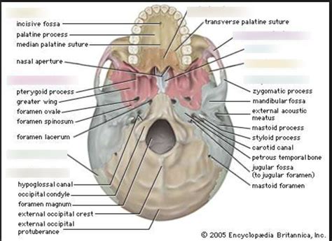 Skull Bones 7 Diagram Quizlet