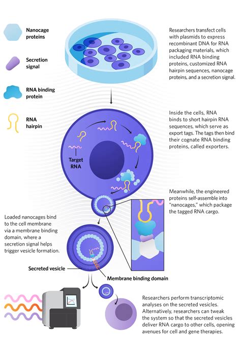 Engineered Rna Export From Living Cells Ts Digest The Scientist