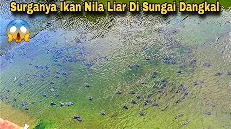 Surganya Ikan Nila Liar Sungai Dangkal Dihuni Jutaan Ikan Nila