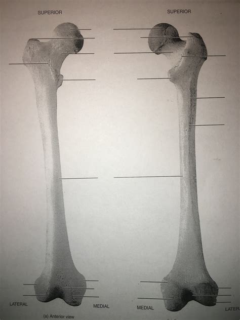 Femur Diagram Quizlet