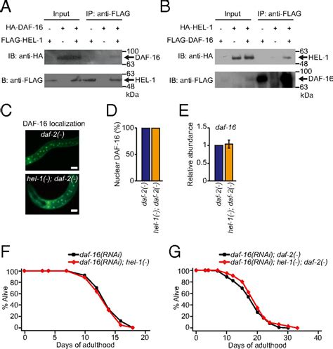 RNA Helicase HEL 1 Promotes Longevity By Specifically Activating DAF 16