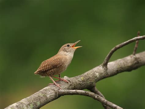 Beginning Birding-The View Through My Binoculars: House Wren Nesting