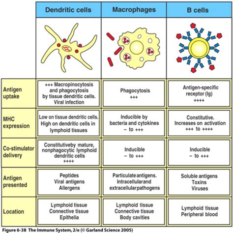 Adaptive Immunity Antibody Mediated And Cell Mediated Lymphatic