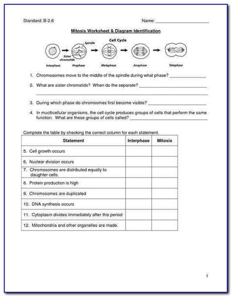 Mitosis Worksheet And Diagram Identification Answer Sheet | prosecution2012