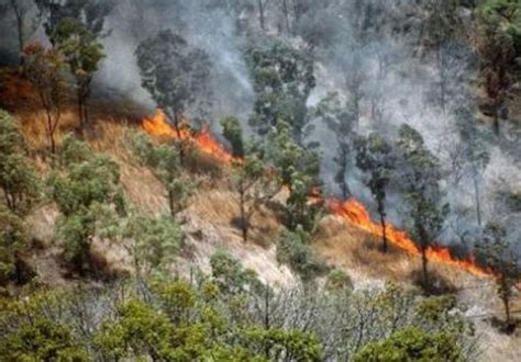 Más de tres mil hectáreas han sido afectadas por incendios forestales