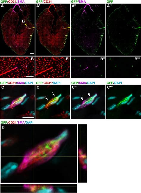 Analysis Of The Contribution Of Gfp Labelled Lineage Traced Cells To Download Scientific