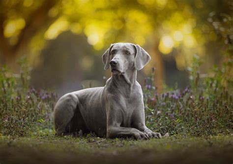 Tải Download hình nền chó Weimaraner 4k Ultra full hd