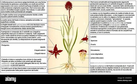 Nigritella Nigra Lindman DESC Stock Photo Alamy