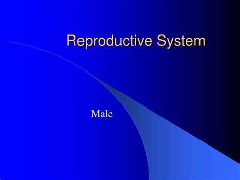 Ppt Reproductive System Powerpoint Presentation Free Download Id