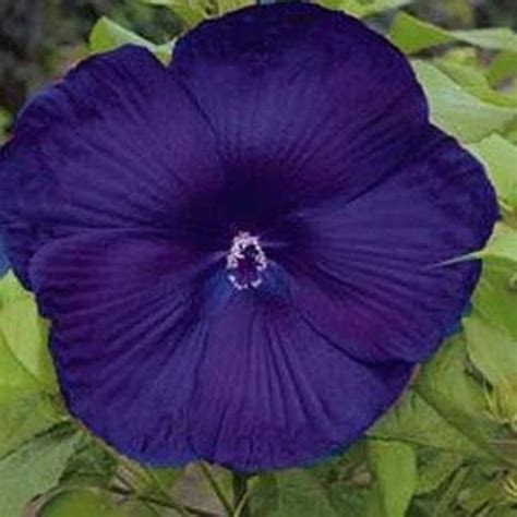 Rare Hibiscus Dinnerplate Purple Giant Gorgeous Flower Can Grow Indoors