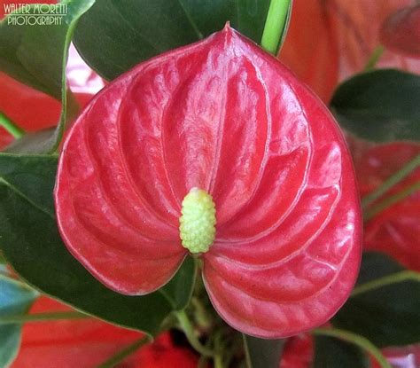 Anthurium Care Guide Tips For Growing