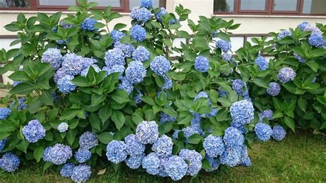 Ortancalar Neden I Ek A Maz Why Hydrangea Is Not Blooming I Ek