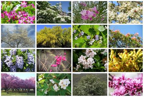 25 Flowering Trees In Texas To Brighten Up Your Garden