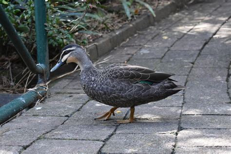 Pacific Black Duck | BackYard Chickens - Learn How to Raise Chickens