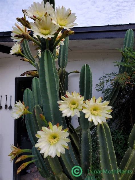 Tall Night Blooming Peruvian Apple Cactus Cereus Etsy