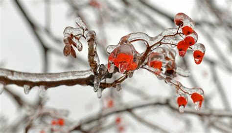 Effects Freezing Rain Trees Ice Crust Stock Photos Free And Royalty