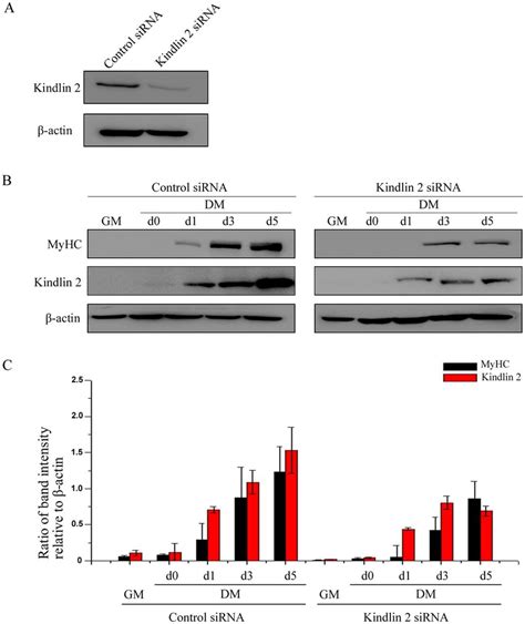 Knockdown Of Kindlin 2 Inhibits Muscle Cell Differentiation A The