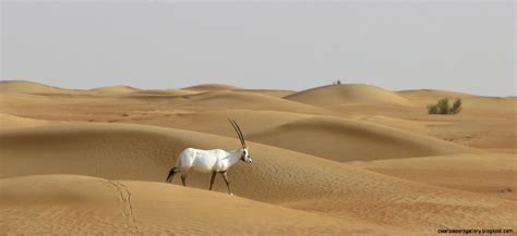 Arabian Desert Animals | Wallpapers Gallery