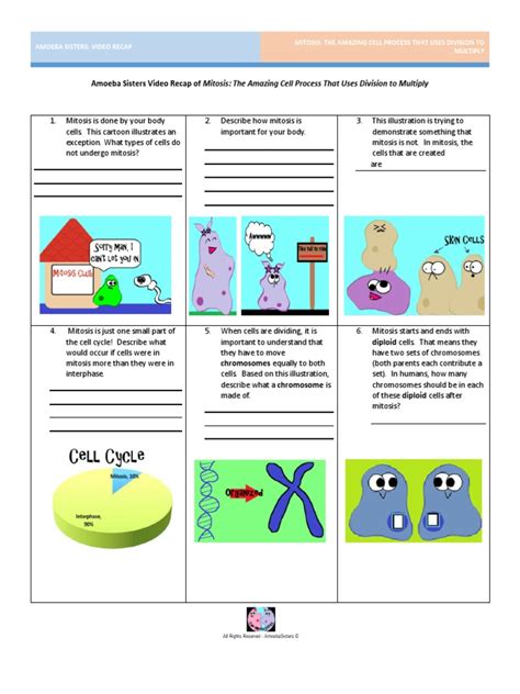 Amoeba Sisters Mitosis Answer Key