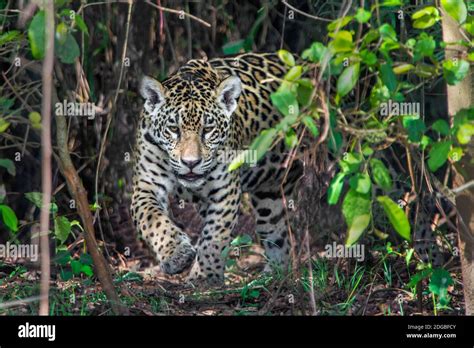 Humedales Del Pantanal Fotograf As E Im Genes De Alta Resoluci N Alamy