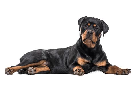 Curiosidades Sobre Os Rottweilers Entenda Mais Sobre A Ra A