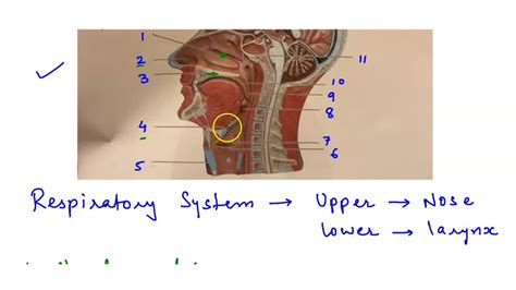 Solved Complele The Labeling To System Of The Model Of The