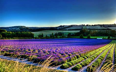 Lavender Flower Wallpapers - Wallpaper Cave