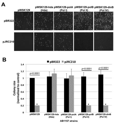 A Hda And Pol I Suppress The Slow Growth Phenotype Due To