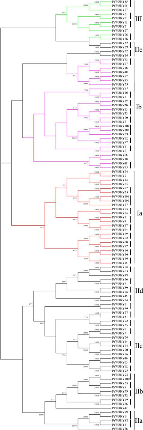 Phylogram Of Group III WRKY Domains From Arabidopsis AtWRKY Rice