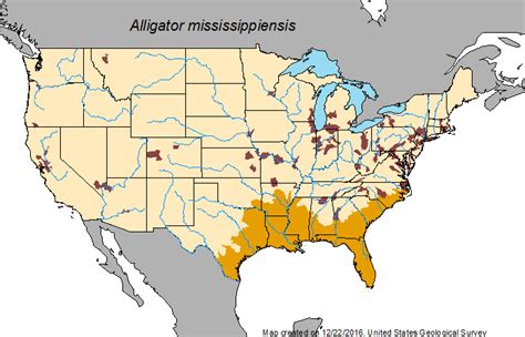 american alligator facts  pictures