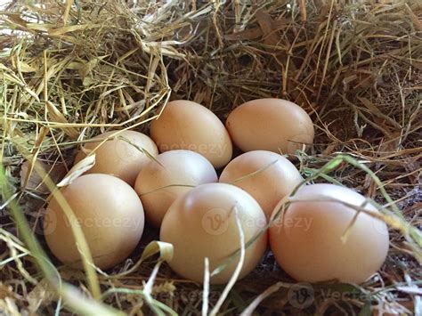 Free Range Chicken Eggs In The Nest Egg Laying Stock Photo At