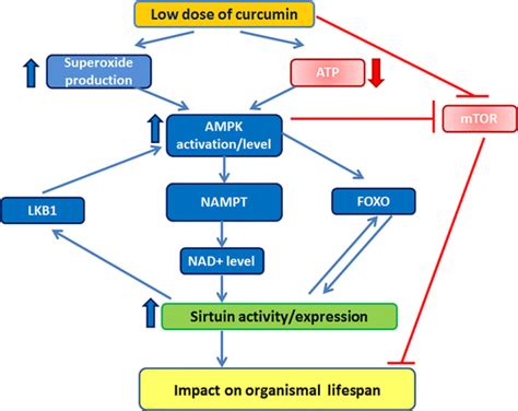 Mechanism Of Sirtuin Activation By Curcumin We Propose That Curcumin