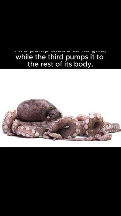 Discovering The Loving Hearts Of Octopuses 🐙💞 Shorts Octopus Facts