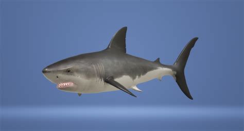 Shark Animated 3D Model - Distroberry