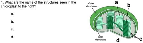 SOLVED: What are the names of the structures seen in the chloroplast to ...