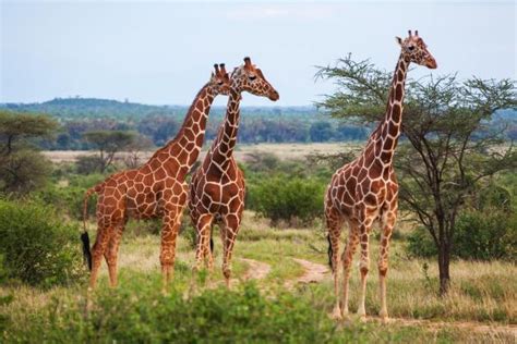 Why Do Giraffes Have Such Long Necks Darwin Explanation And More