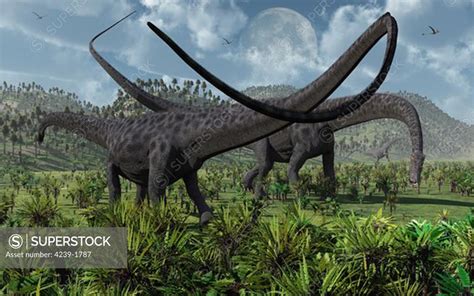 Two Giant Diplodocus Herbivore Dinosaurs Grazing During The Jurassic Period On Earth Superstock