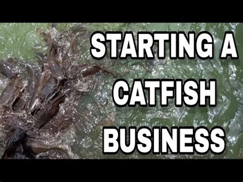 Necessary Things To Consider Before Starting A Catfish Business How To