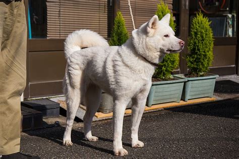 Japan’s Most Famous Dog Breed: The Akita-inu | Nippon.com