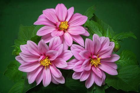 Three Flowers Photograph By The Big Picture Galleries Fine Art America