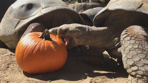 Sillyguru Info Harte Arbeit Schildkröte kämpft mit Kürbis