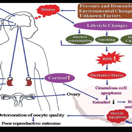 Possible Mechanisms Of Stress And Neurogenesis Adapted From Egeland Et