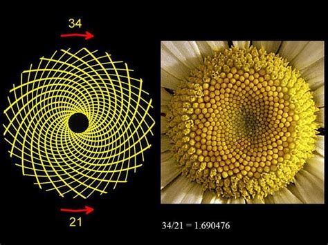 Geometria Sagrada Sequência De Fibonacci Na Natureza Padrões Na