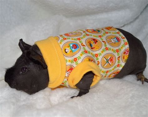 49 best skinny pig clothes images on Pinterest | Pigs, Guinea pigs and Pets