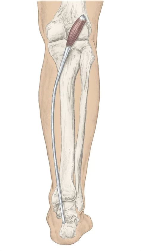 Posterior Leg Muscles Artofit