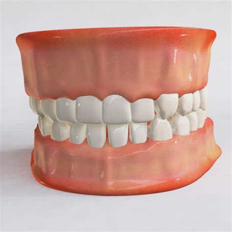 Human Jaw Tongue Teeth 3d Obj