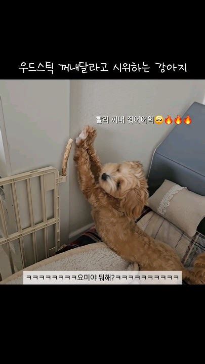 달라고 시위하는 강아지강아지 강아지일상 댕댕이 멍멍이 요미 말티푸 반려견 반려동물 강아지브이로그 브이로그