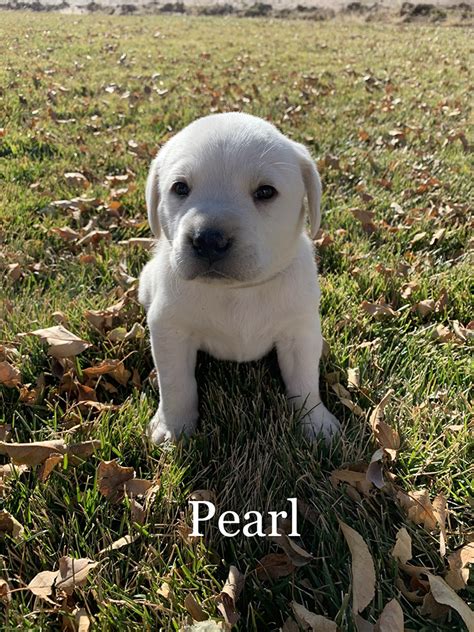 White Labrador Retriever Puppy Litters Coal Creek Labrador Retrievers