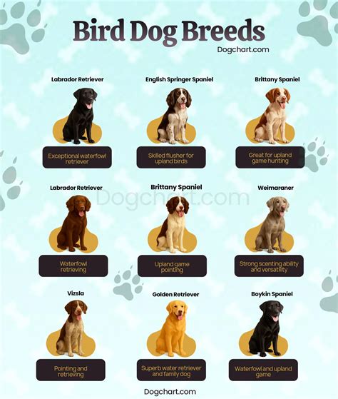 Bird Dog Breeds Chart – Types, Pictures & Best Dogs